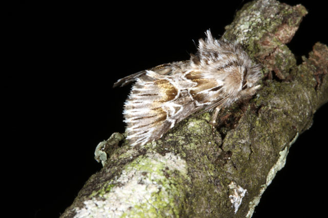 Amephana aurita  - Copyright Denis Bourgeois